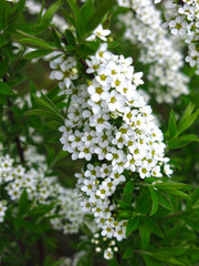 spirea shrub blooms in the garden with small white flowers