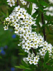 spirea shrub blooms in the garden with small white flowers