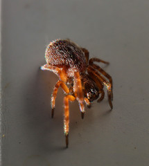Stacked Hairy Spider with big eyes and fangs found in a back yard of my house Sydney Australia 