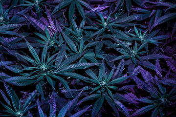 Naklejka na ściany i meble Cannabis purple leaves, growing medical marijuana, top view close up.