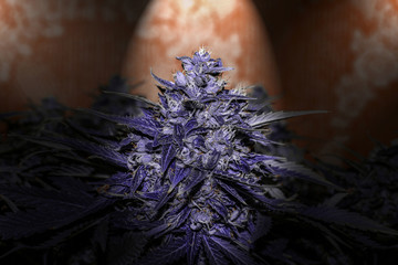 Large bud of purple medical cannabis, trichome closeup, great detail of marijuana