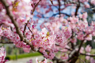 河津桜：桜　sakura　cherry blossom	
