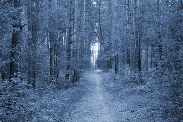 A path in a beautiful pine forest in central Europe. blueprint