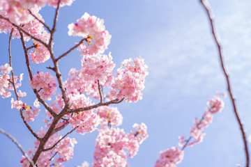 青空と河津桜：桜　sakura　cherry blossom	
