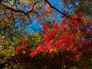 Leaves in the process of turning orange at the start of Autumn.