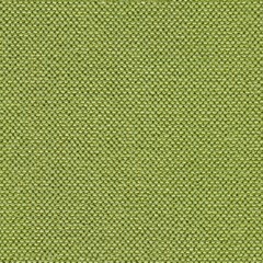 Fototapeta premium Contrast lime, green tissue background.
