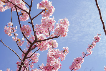 青空と河津桜：桜　sakura　cherry blossom	
