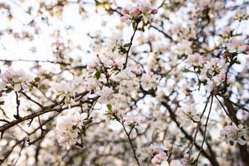 Obraz premium Apfelbaumblüte