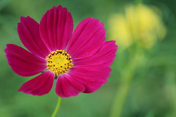 pink cosmos flower closeup