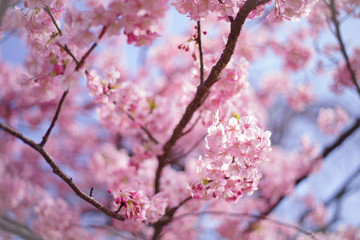 河津桜：桜　sakura　cherry blossom	
