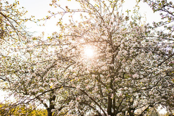 Blühender Apfelbaum im Sonnenuntergang