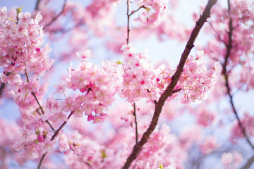 Obraz premium 河津桜：桜 sakura cherry blossom 