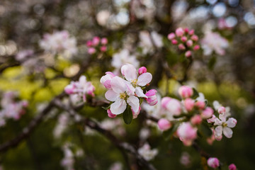 Apfelbaumblüte, rosa