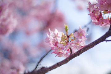 河津桜：桜　sakura　cherry blossom	
