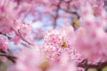 Fleecedeken met foto 河津桜：桜　sakura　cherry blossom   © satoru