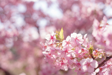 河津桜：桜　sakura　cherry blossom	
