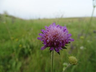 purple thistle flower