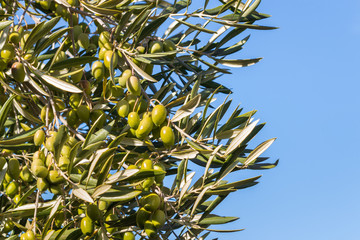 closeup of green olives growing on olive tree against blue sky with copy space on right