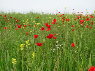 Fototapeta premium field of poppies