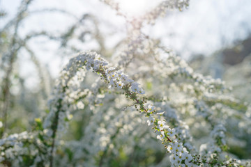 雪柳　ユキヤナギ