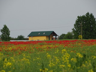 Fototapeta na wymiar rural landscape with red barn