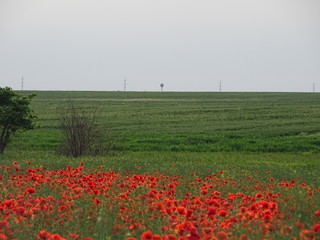field of poppies