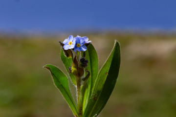 plant, leaf pattern and colorful flower
