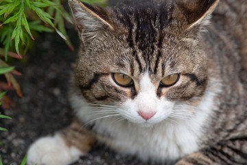 かわいい猫ちゃん　キジトラ猫　キジトラ白