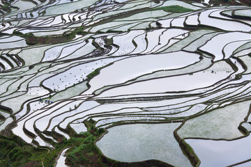 Terraced rice fields in Yuanyang county, Yunnan, China. Yuanyang county lies at an altitude ranging from 140 along the Red River in the Ailao mountains.