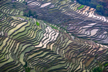 Terraced rice fields in Yuanyang county, Yunnan, China. Yuanyang lies at an altitude ranging from 140 along the Red River in the Ailao mountains