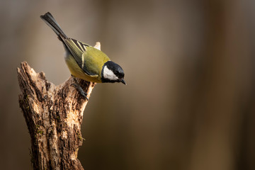 Colourful vibrant Great Tit bird Parus Major on branch in Spring sunshine in garden