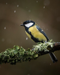 Colourful vibrant Great Tit bird Parus Major on branch in Spring sunshine in garden