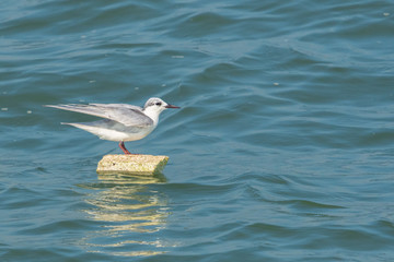 Adult nonbreeding Whiskered Tern (Chlidonias hybrida) standing on a piece of foam in the ocean.