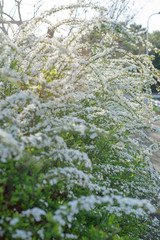 雪柳　ユキヤナギ