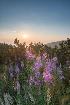 Sunrise in the mountain. Flowers © Deyan Georgiev