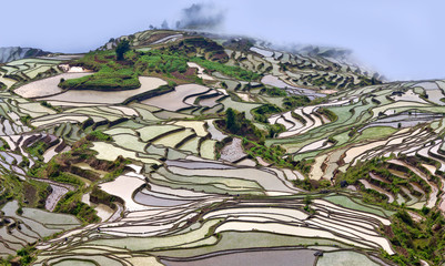 Terraced rice fields in Yuanyang county, Yunnan, China. Yuanyang lies at an altitude ranging from 140 along the Red River in the Ailao mountains