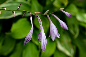 plant, leaf pattern and colorful flower