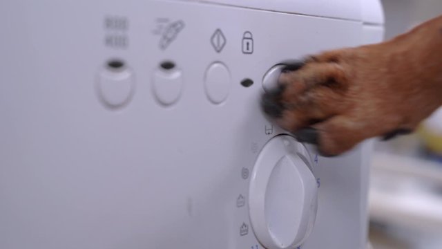 Control panel of washing machine, close up. Dog paw tries to press the power button to wash dirty laundry, but fails. Defective household appliances in house.