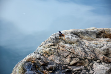 Insect on the stone on a background of blue water