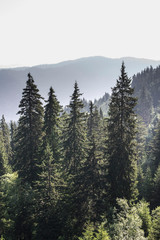 Green fir forest