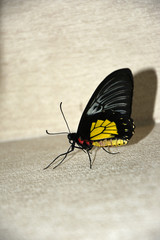 Fototapeta na wymiar Large black-yellow butterfly on a light background
