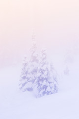 snow covered a tree in winter season with sunset light with the fog in the sky.