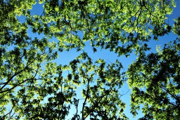 黒と黄色のコントラスト