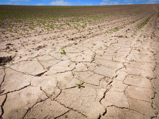 terre agricole aride en été