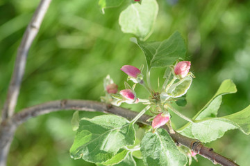 Apple tree branch with blossoming petals close up