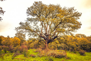 Paisajes con arbol la fuerza de la naturaleza