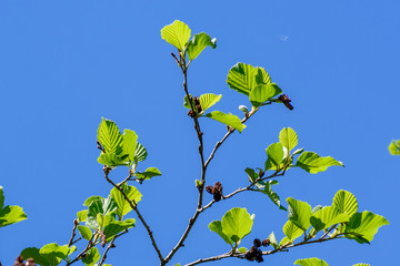 Branches of young alder trees on the background of blue spring sky closeup