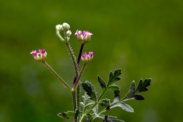 plant, leaf pattern and colorful flower