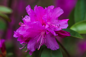 Closeup photo of a beautiful pink Rhododendron. Selective focus.