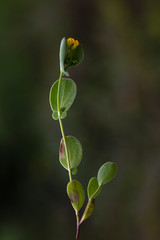 plant, leaf pattern and colorful flower